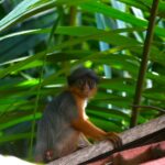 a monkey sitting on top of a tree branch
