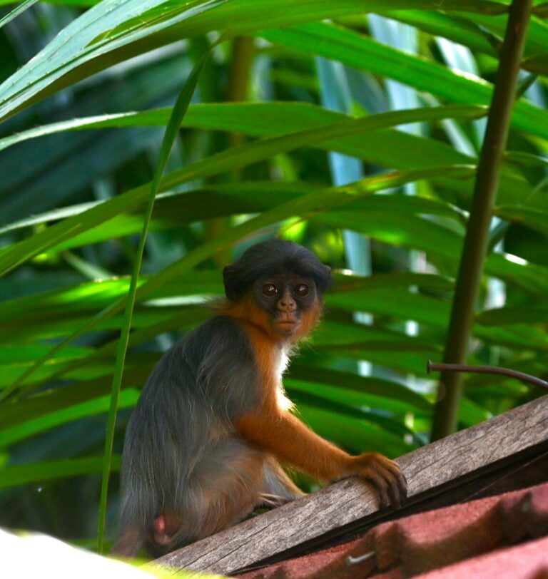 a monkey sitting on top of a tree branch