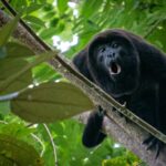 A black monkey sitting on top of a tree branch