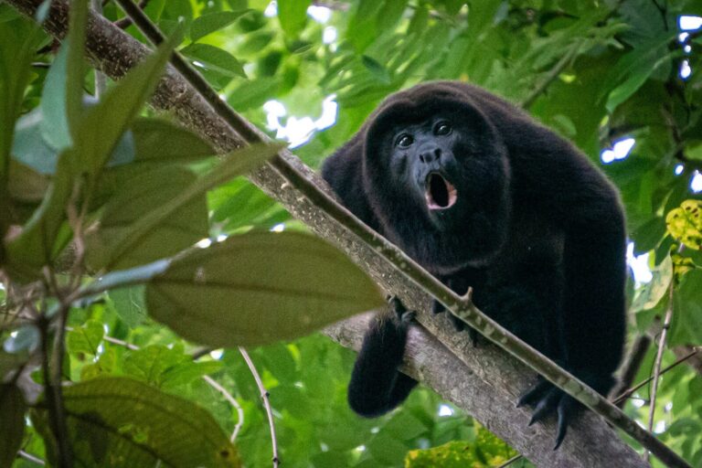 A black monkey sitting on top of a tree branch